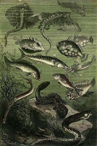 A color plate of fantastic marine life from Twenty Thousand Leagues Under the Seas
